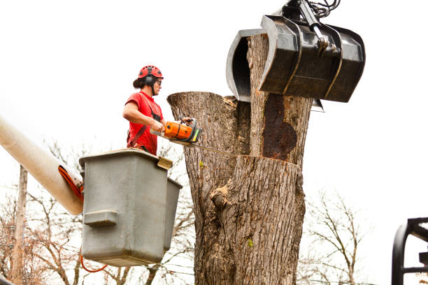 Best Tree Removal Service  in Vinton, VA